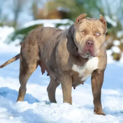 American Bully