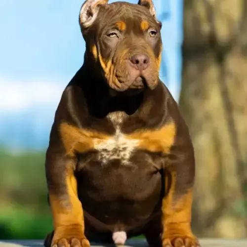 American Bully