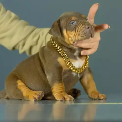 American Bully