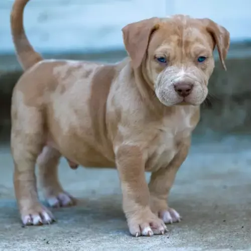 American Bully