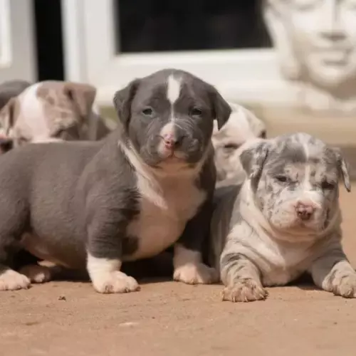American Bully