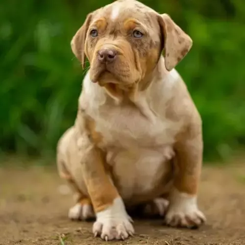 American Bully