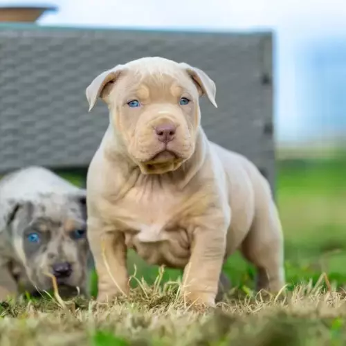 American Bully