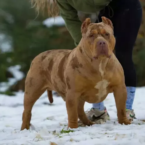 American Bully