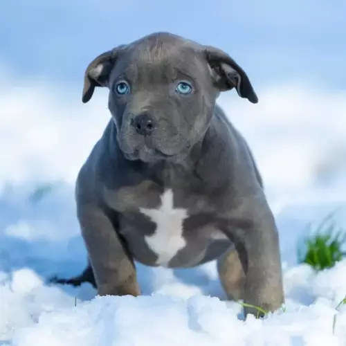 American Bully