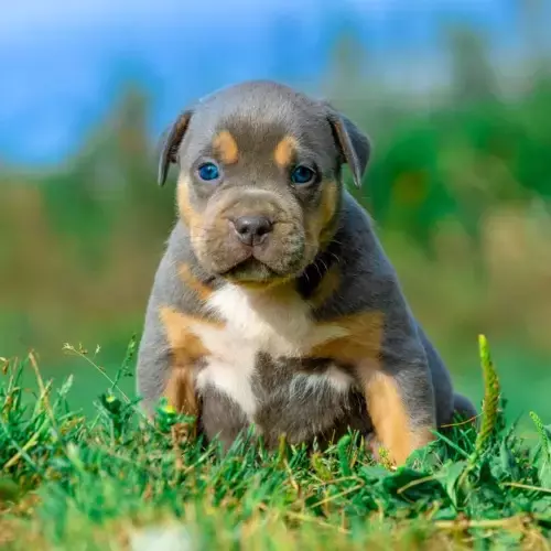 American Bully