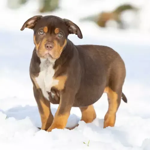 American Bully