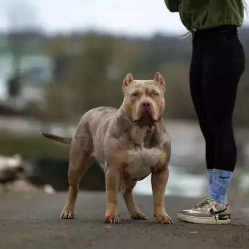 American Bully