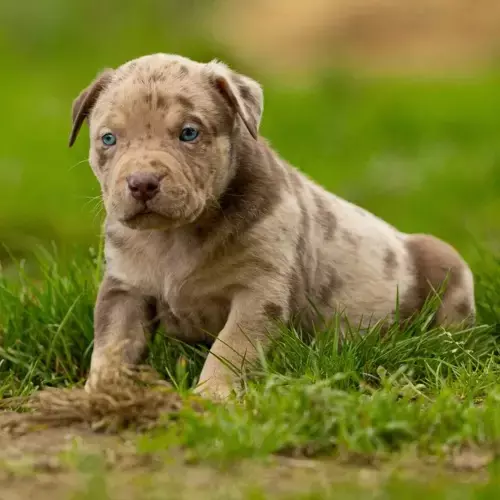 American Bully