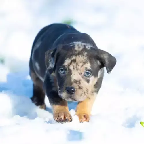 American Bully