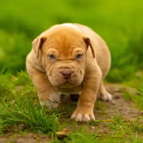 American Bully