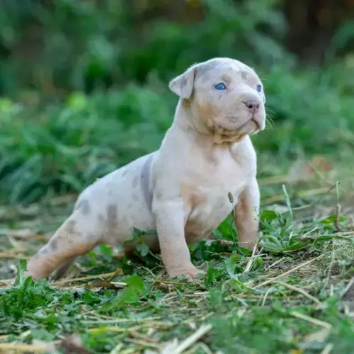 American Bully