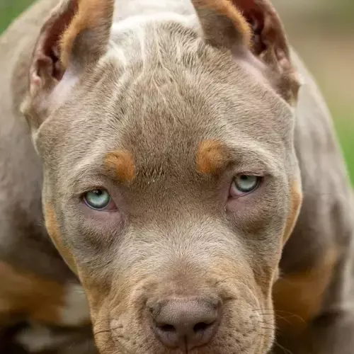 American Bully