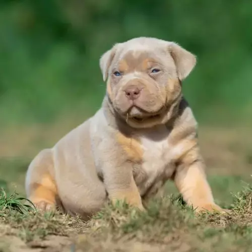 American Bully