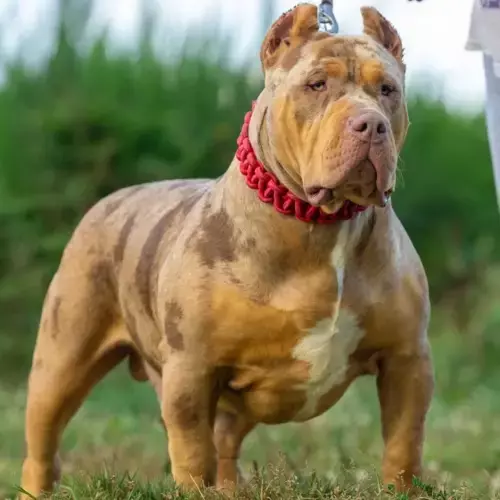 American Bully