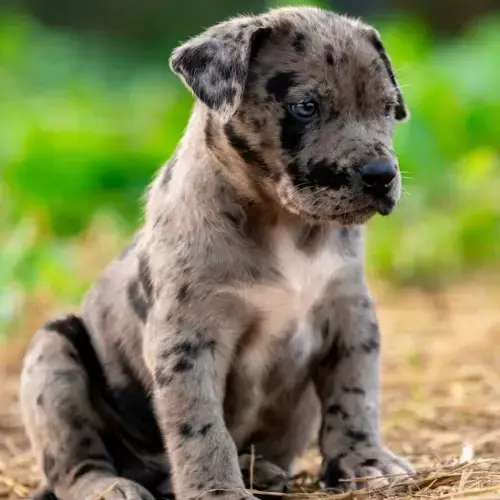 American Bully