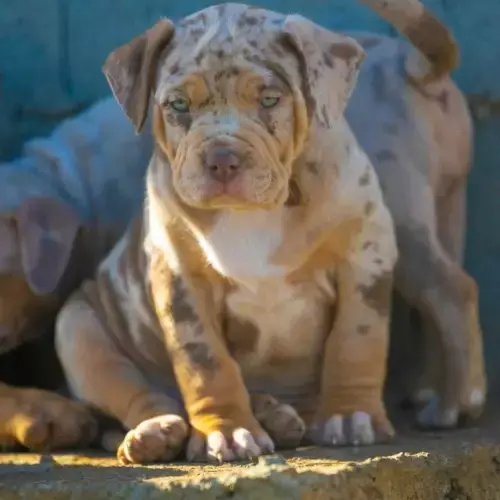 American Bully