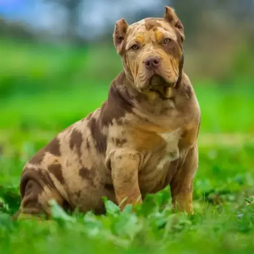 American Bully
