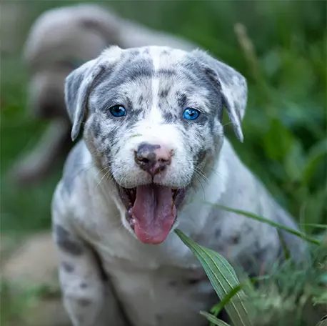 American Bully
