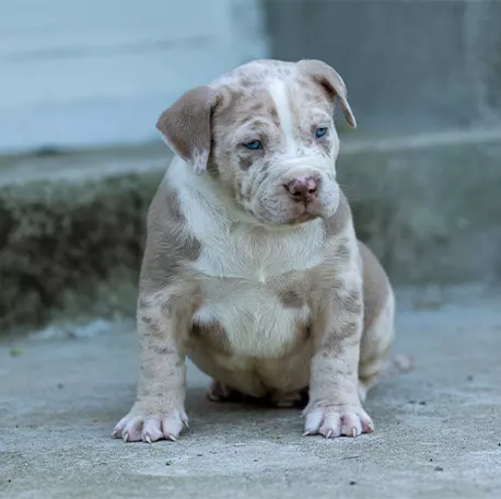American Bully