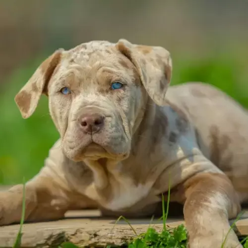 American Bully