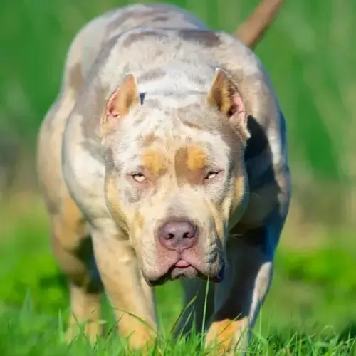 American Bully