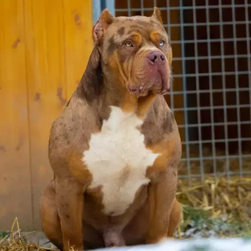 American Bully