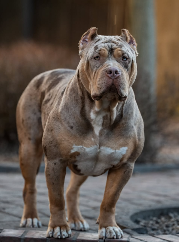 Chien Lords of Shinsekai
