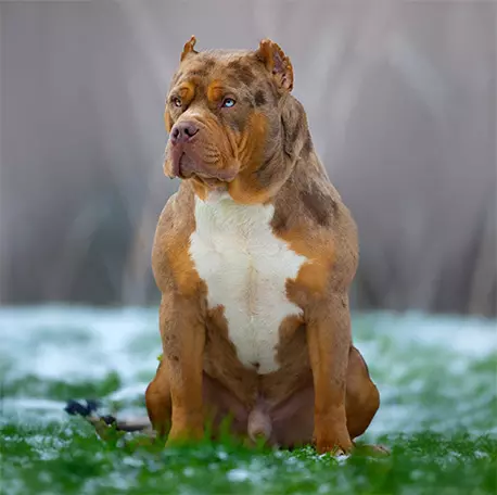 Bentley