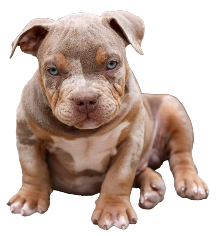 Chiot Chiot